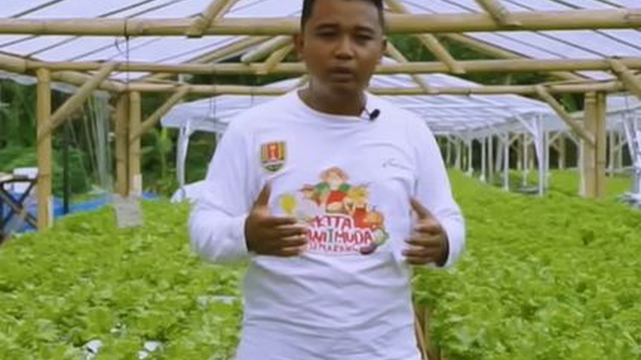 Modal Awal Hanya Rp 2 Juta, Pemuda di Semarang Ini Sukses Bertani Hidroponik Selada, Dulu Laku 5 Kg Kini 60 Kg Per Hari