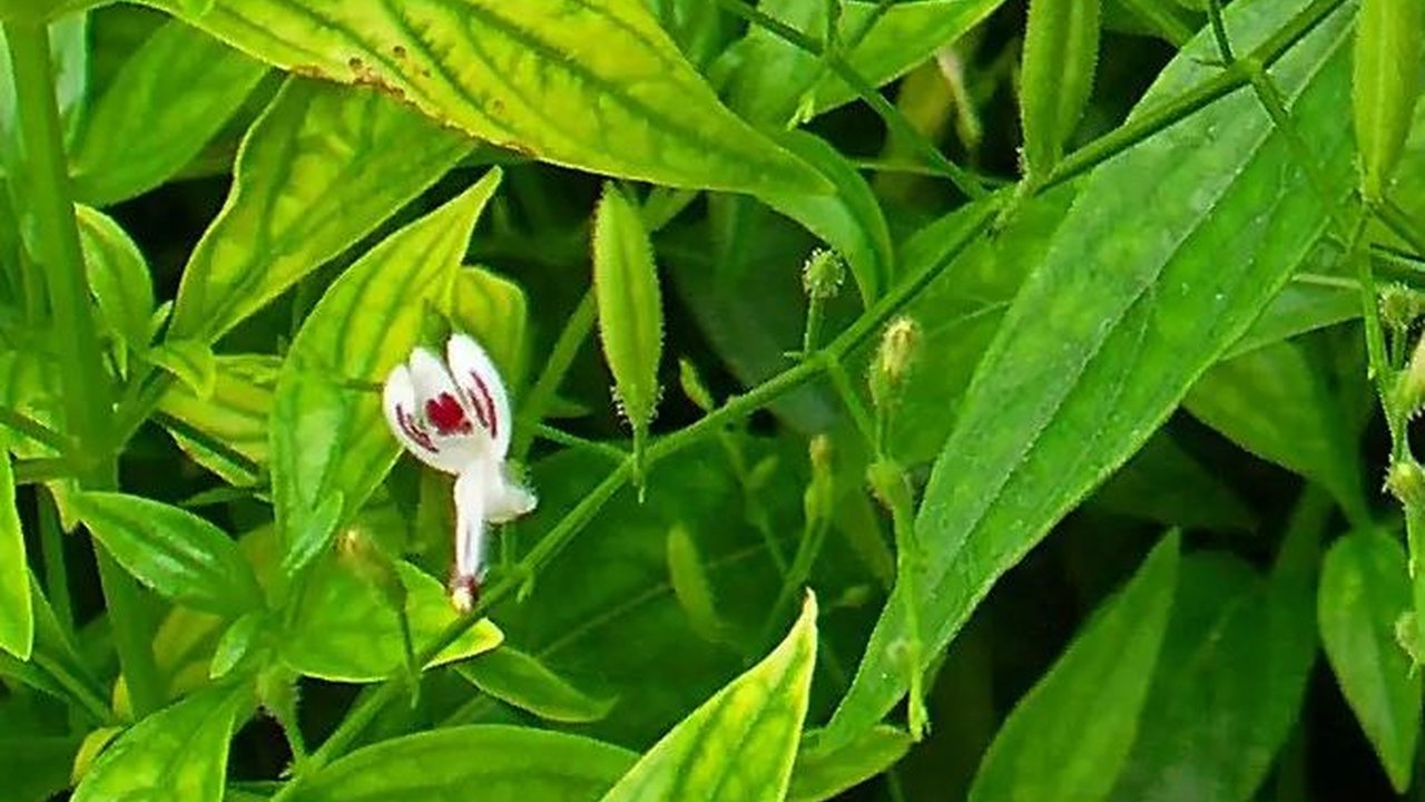 Meski Terkenal Pahit, Ini 8 Khasiat Daun Sambiloto yang Sayang untuk Dilewatkan