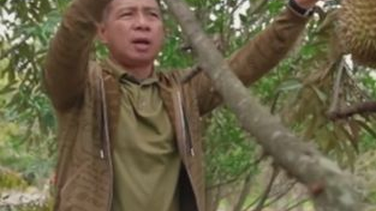 Menengok Panglima TNI Cek Kebun Durian, Asik Banget Lagi Panen Santap di Tempat