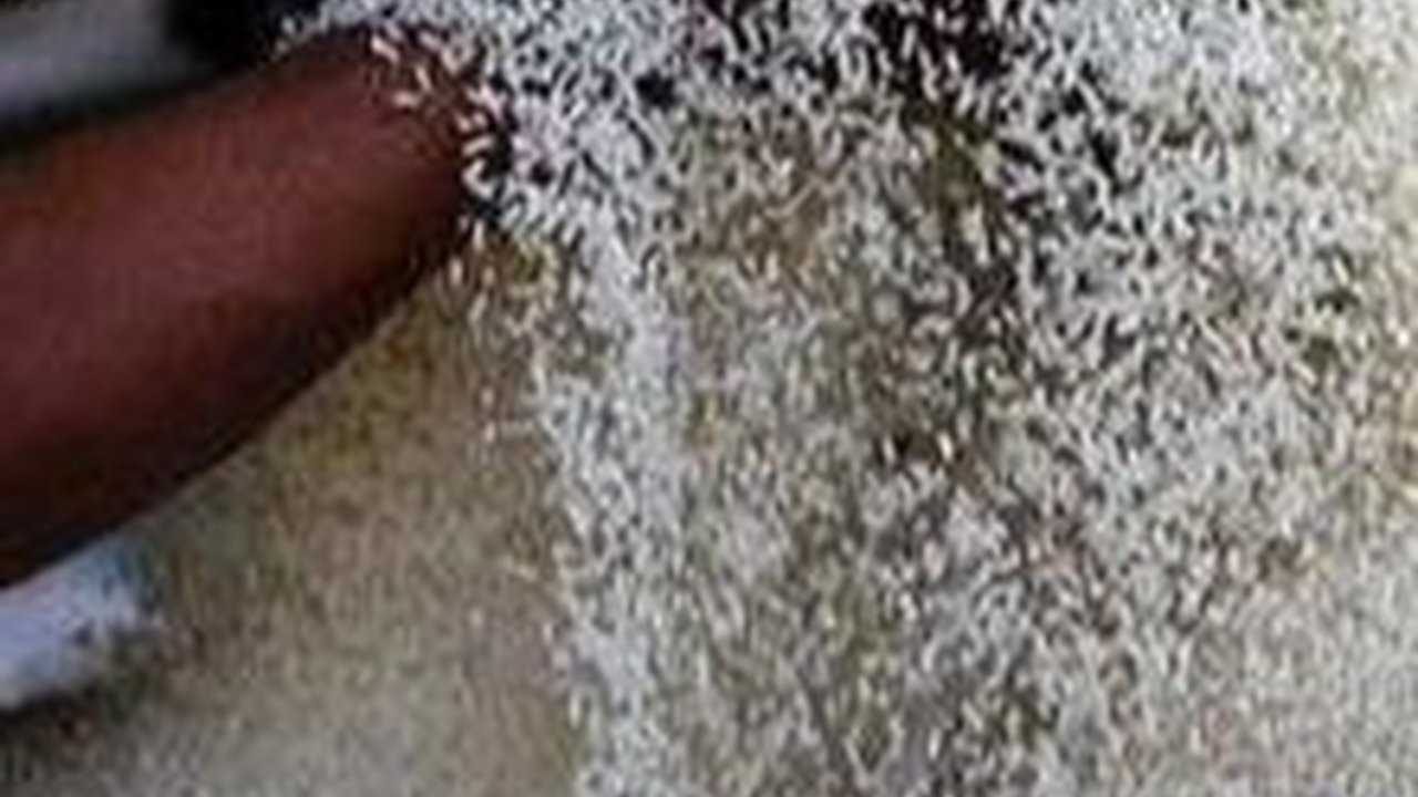 Pemerintah Jamin Pasokan Beras Aman hingga Lebaran Idulfitri 2024