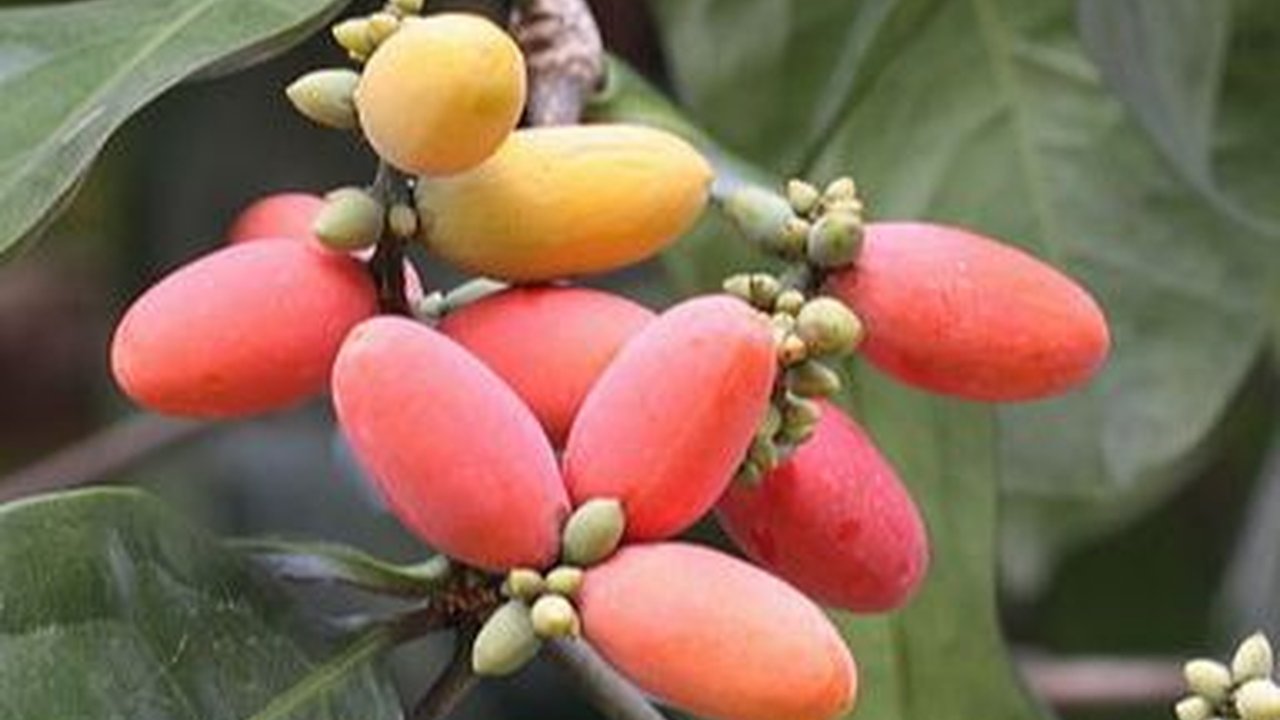 Mencicipi Mata Maling, Camilan Renyah Berbahan Dasar Melinjo Khas Solo yang Legendaris