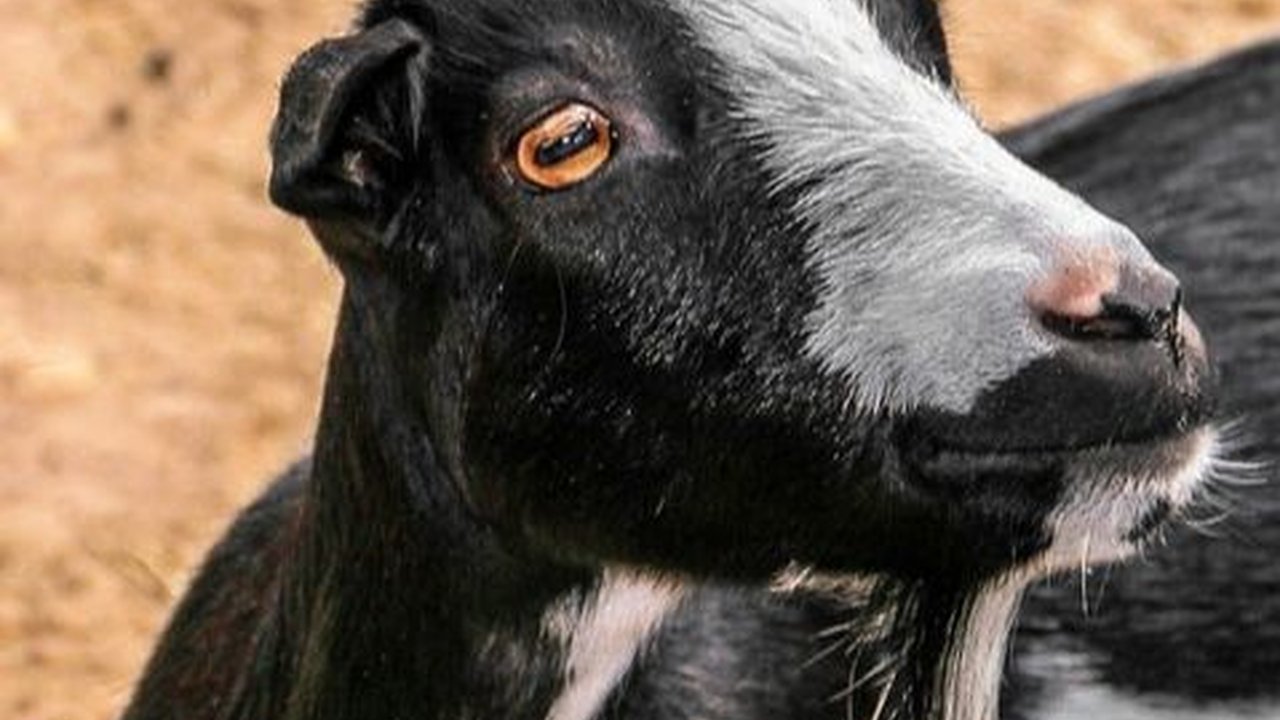 Mitos Kambing Kendit, Ritual Unik Ponorogo Sejak Ratusan Tahun