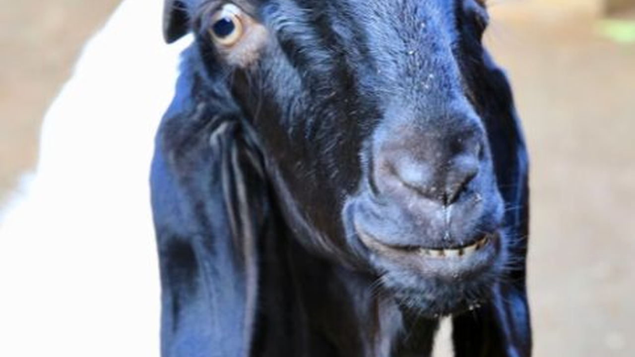 Pria Banyuwangi Ajak Para Tetangga Ternak Kambing Perah, Awalnya 10 Ekor Kini Jadi 600 Ekor Auto Kaya Berjemaah
