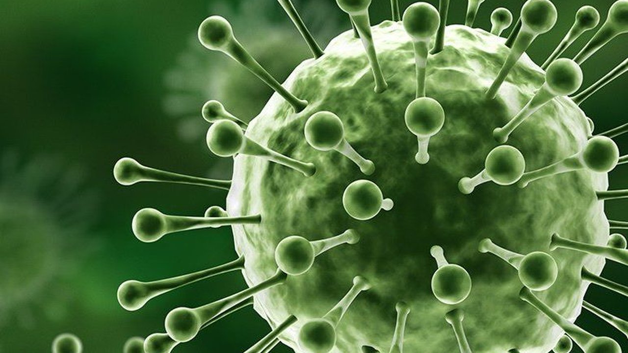 Cara Mencegah Penularan Virus Nipah, Kenali Gejalanya