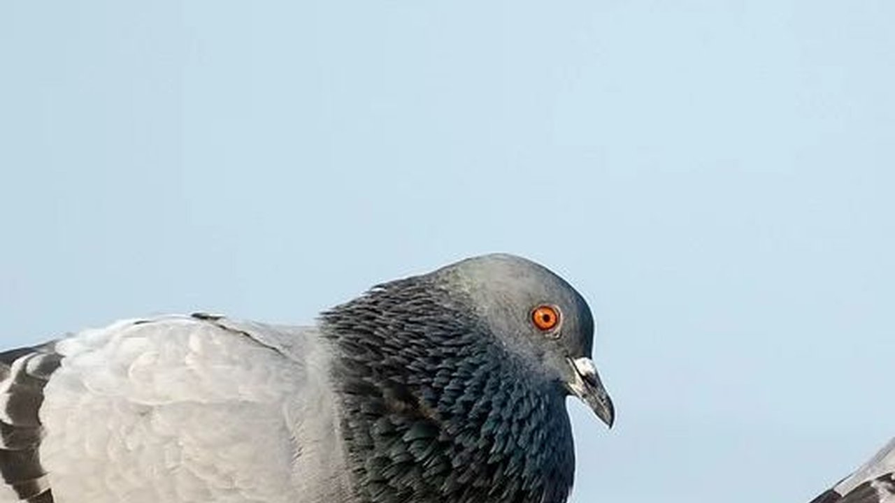 India Lepaskan Merpati yang Dituding Jadi Mata-Mata China, Di Sayapnya Ada Tulisan