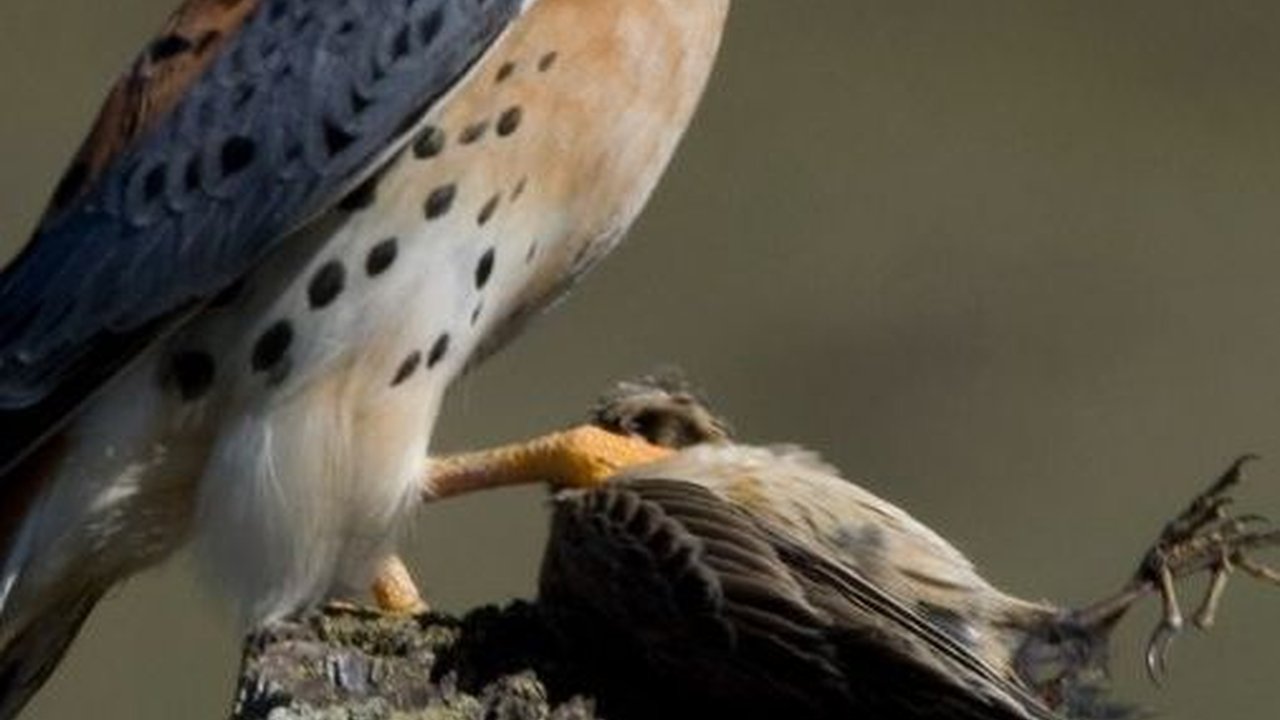 Mitos Kejatuhan Kotoran Burung di Wajah, Bisa Jadi Pertanda Baik