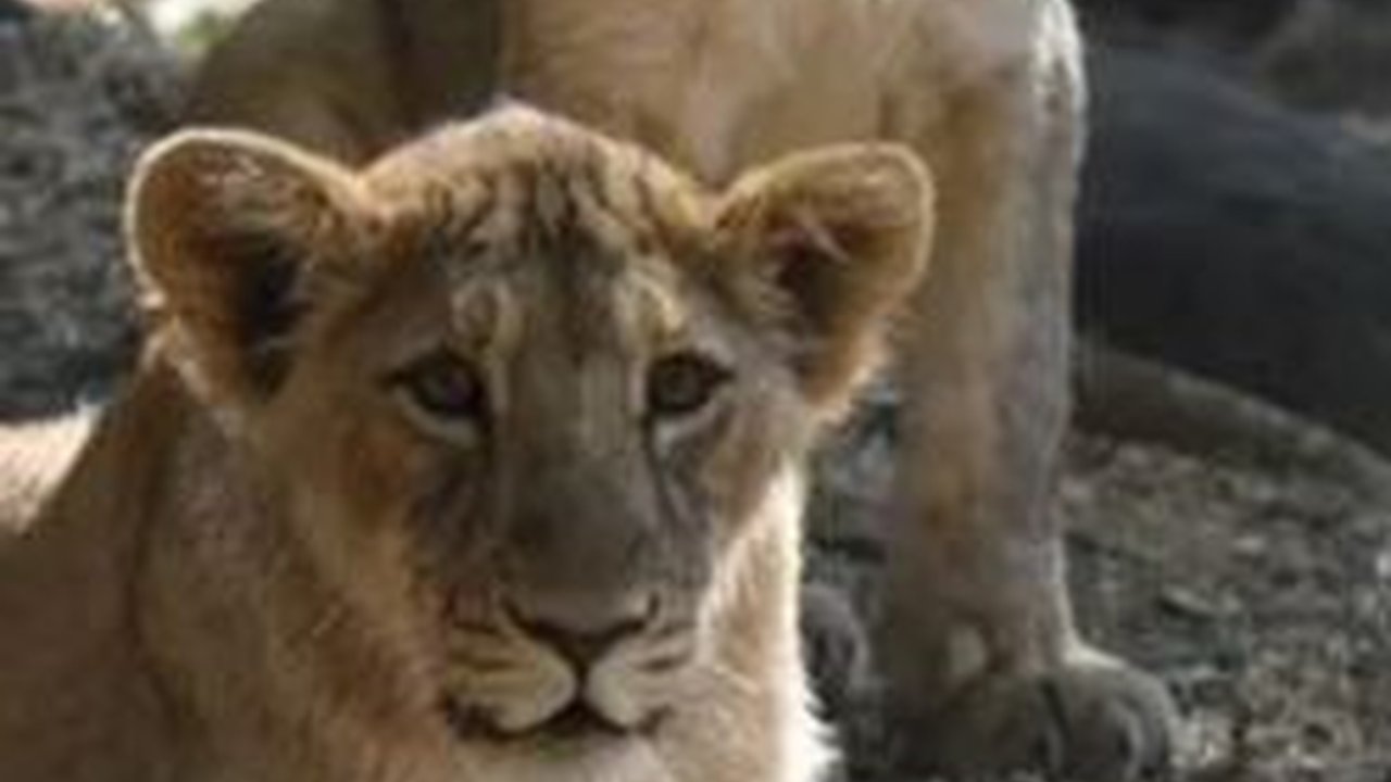 India Geger Sampai Gelar Sidang Pengadilan, Sepasang Singa Diberi Nama Dewi Hindu dan Kaisar Islam