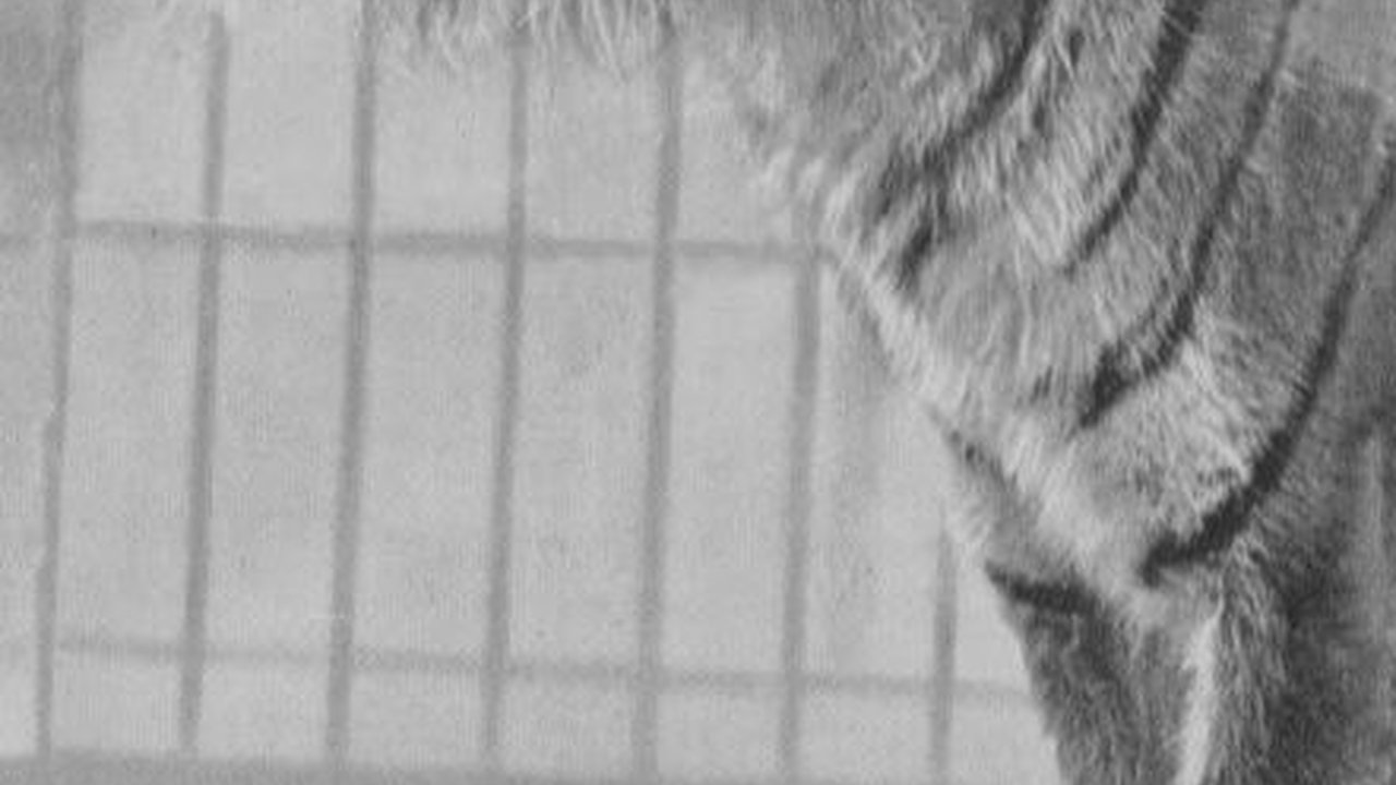 Potret Habitat Pertama Harimau Jawa, Begini Kondisinya Sekarang