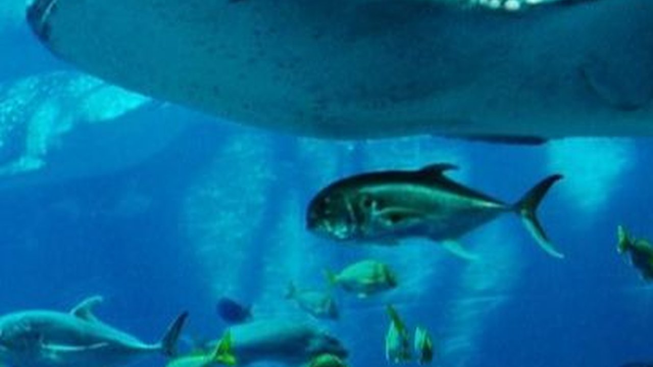 Apakah Ikan Bisa Tenggelam di Air? Jawaban Ilmuwan Ternyata Mengejutkan