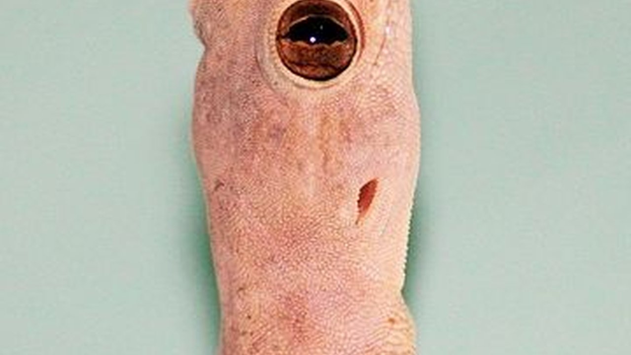 Mitos Kejatuhan Cicak di Pundak dan Bagian Tubuh Lainnya, Perlu Diketahui