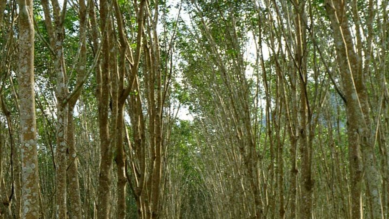 Kilas Balik Perkebunan Karet di Aceh Timur, Komoditas yang Tak Kalah Berharga dari Rempah-Rempah