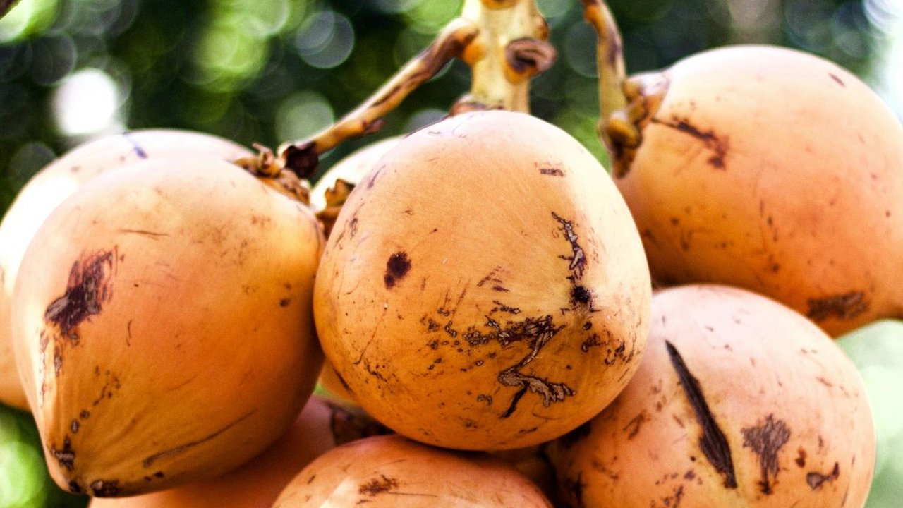 Mitos Kelapa Kuning yang Umum Berkembang, Ini Faktanya