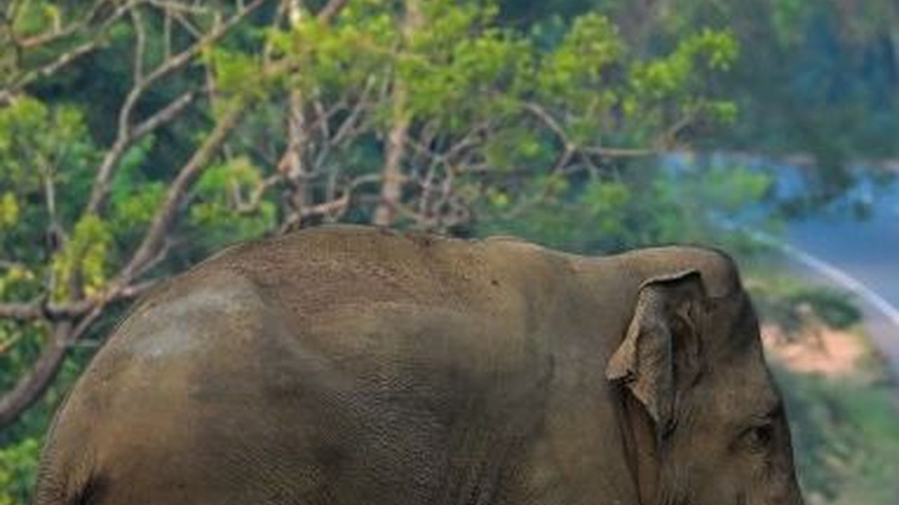 FOTO: Ketika Gajah Liar Berlalu-lalang di Jalanan Sri Lanka