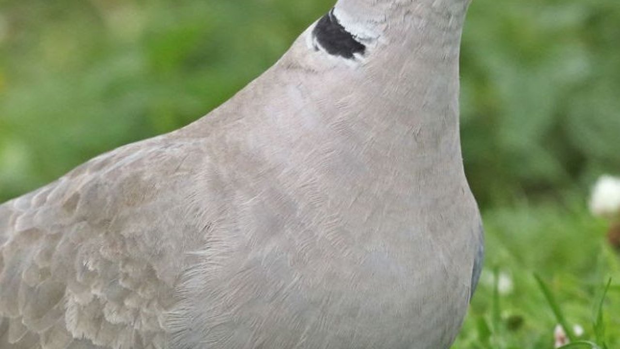 Mitos Burung Puter, Disebut Pembawa Rezeki hingga Penolak Ilmu Hitam