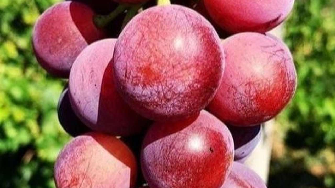 Cara Hilangkan Lapisan Lilin pada Buah Anggur Tanpa Perlu Dibilas Air