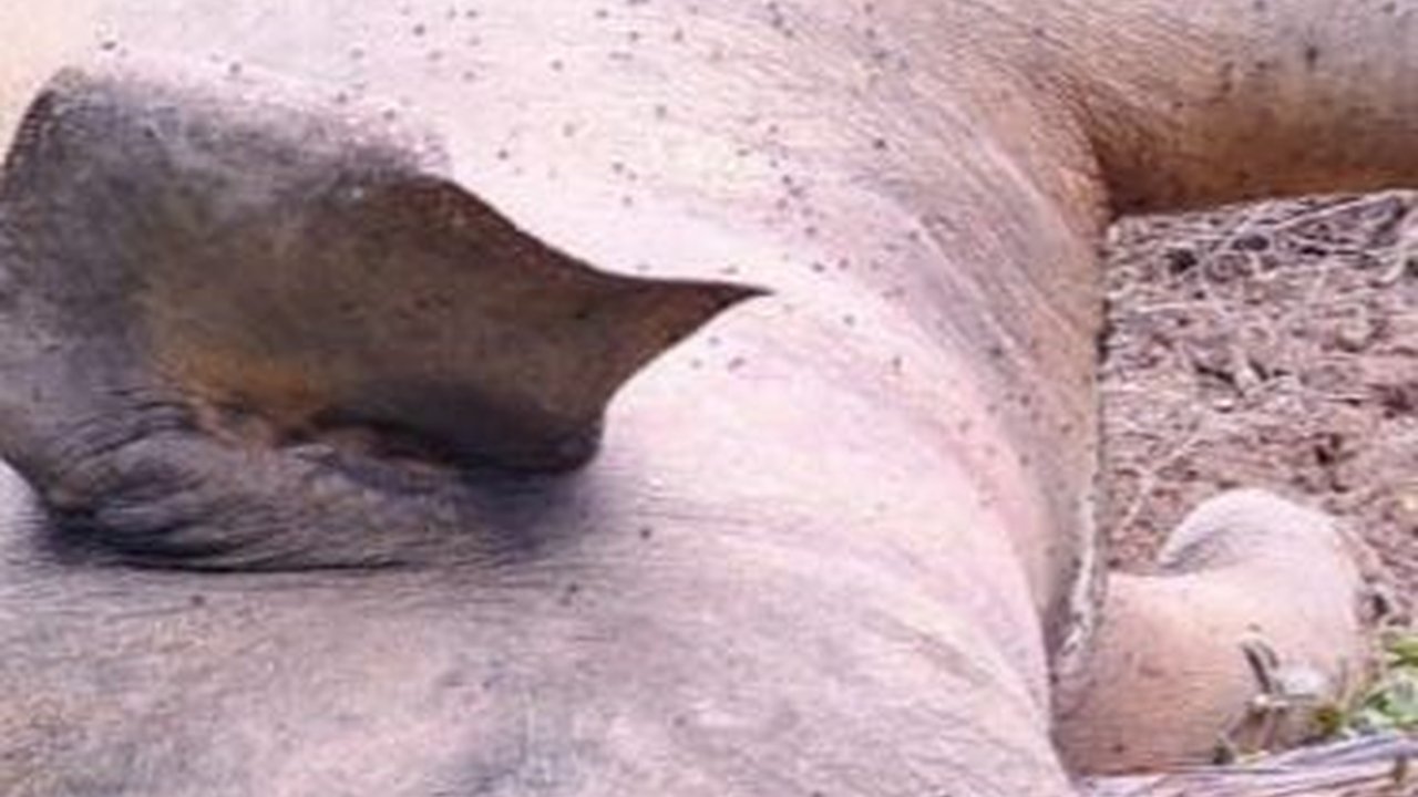 Tragis, Gajah Sumatera Ditemukan Mati Akibat Tersengat Listrik di Pidie Jaya