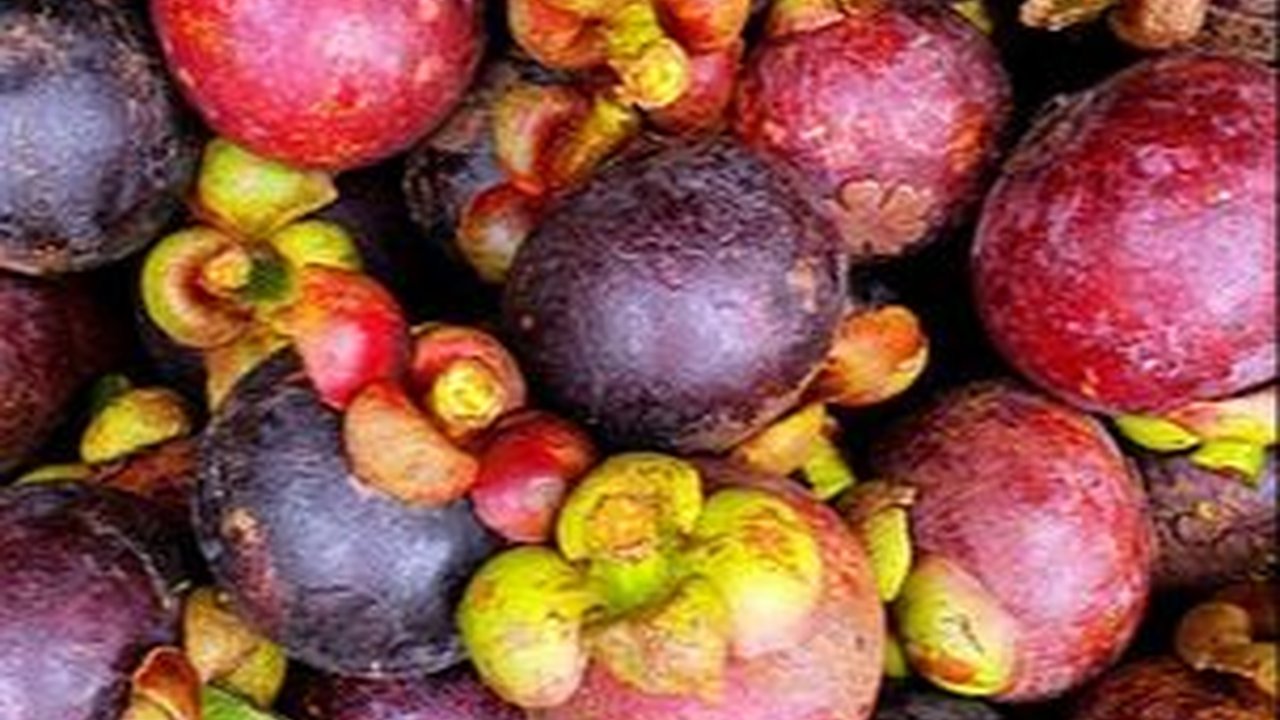 Manfaat Kulit Manggis Kering untuk Kesehatan, Kaya Antioksidan