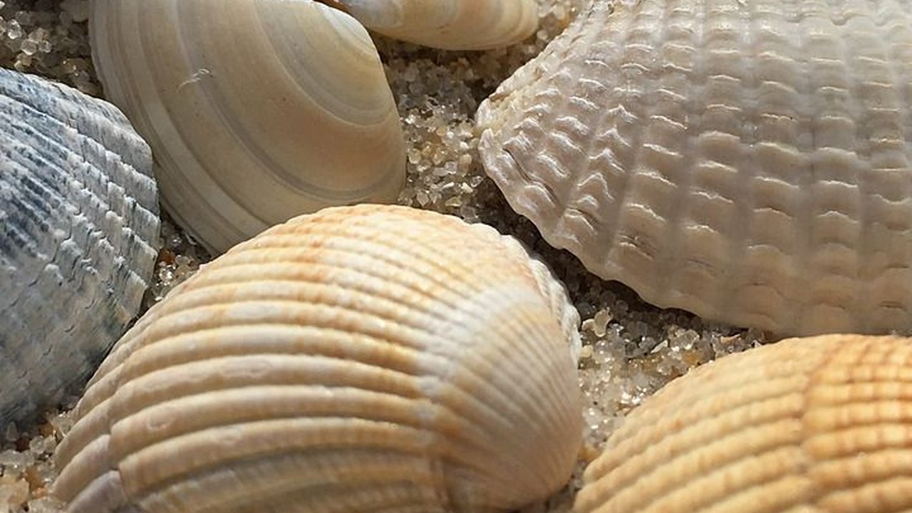 Cara Membuat Kerajinan dari Cangkang Kerang, Cantik dan Unik