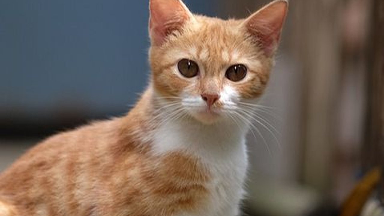 Penyebab Kaki Kucing Pincang dan Cara Mengatasinya, Perlu Diketahui