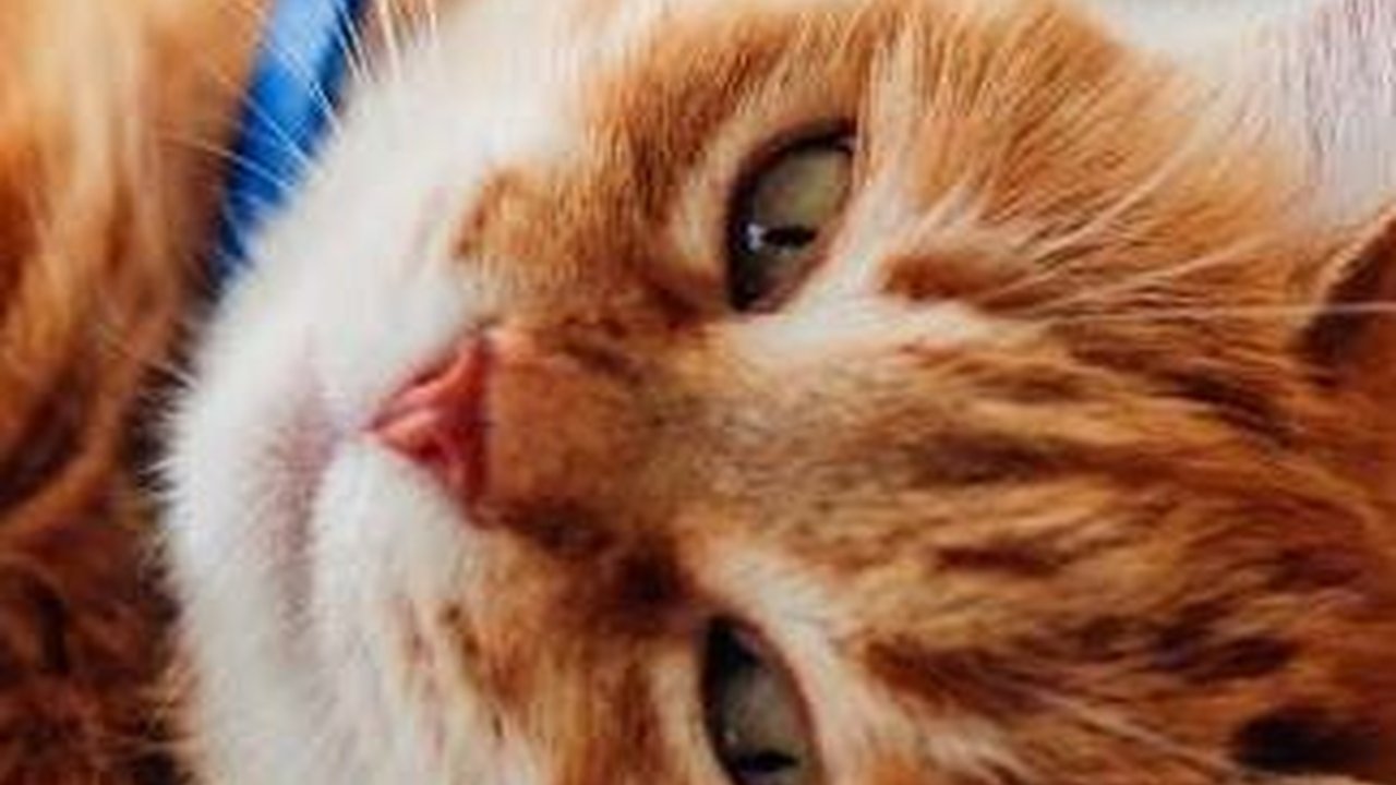 Mitos Memelihara Kucing, Dianggap Penambah Rezeki hingga Pembawa Sial