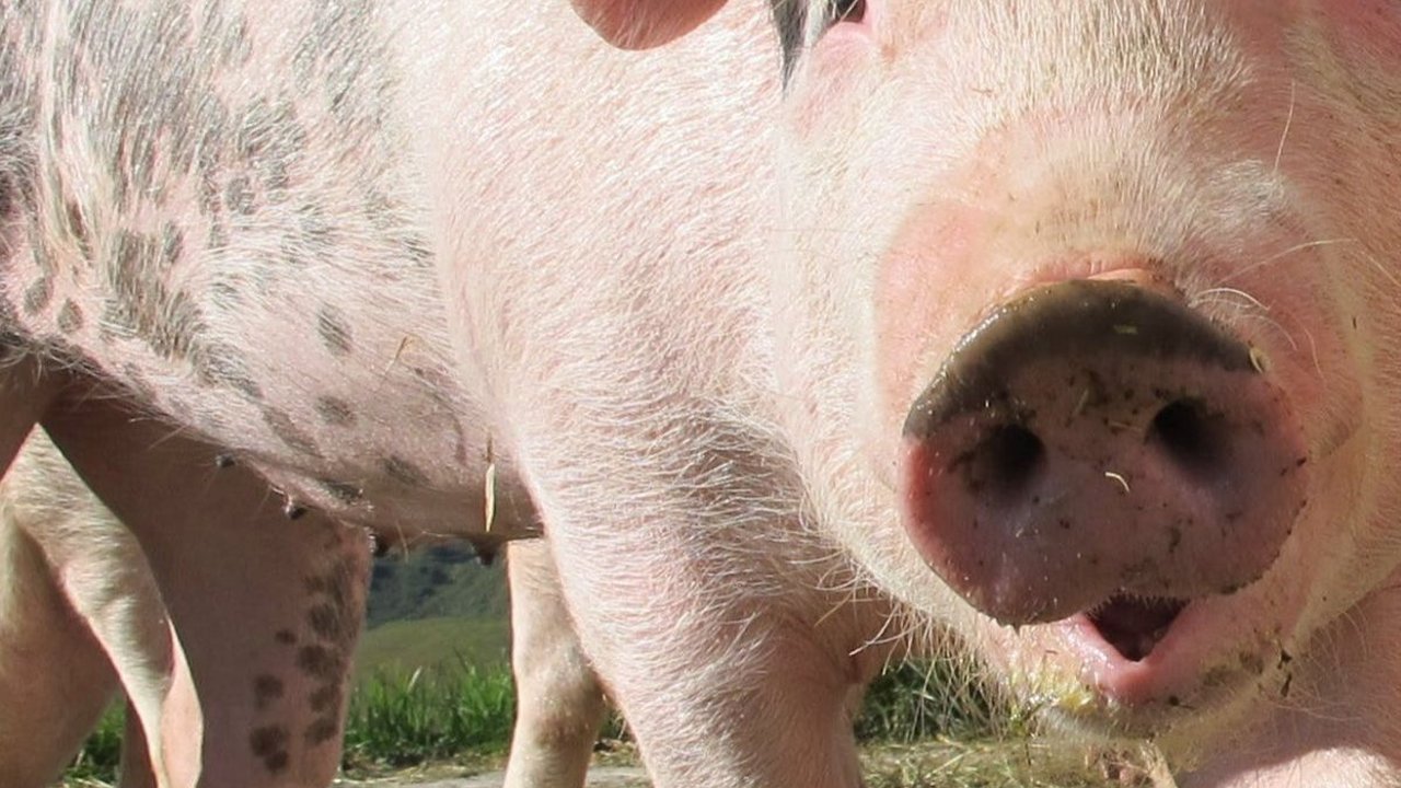 Geger Puluhan Ekor Ternak Babi di Sikka Mati Mendadak, Ternyata Ini Penyebabnya