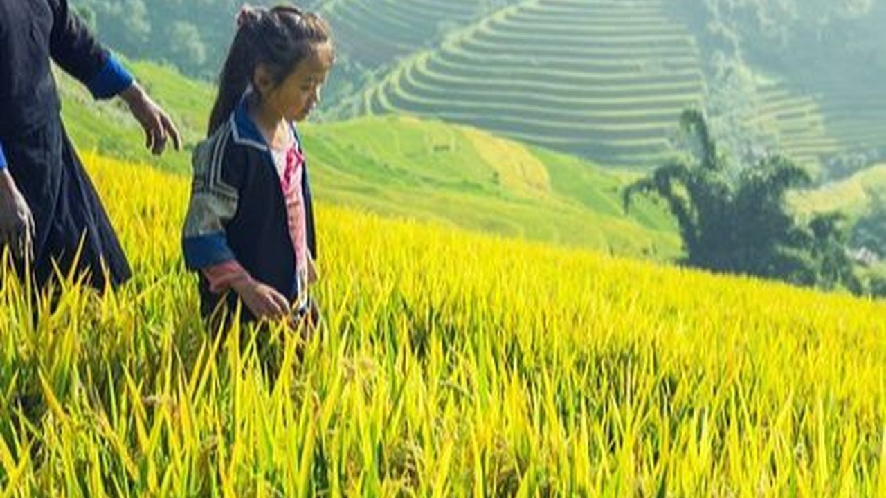 Tuai Pro-Kontra Saat Debat Capres dan Cawapres, Proyek Food Estate Indonesia Justru Mau Dicontek Vietnam