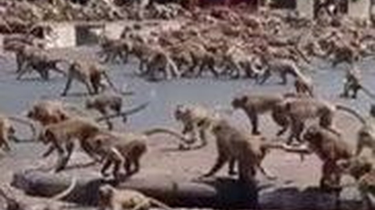 Pasukan 3.500 Ekor Monyet Serang Kota di Thailand, Toko Terpaksa Tutup dan Warga Mengungsi