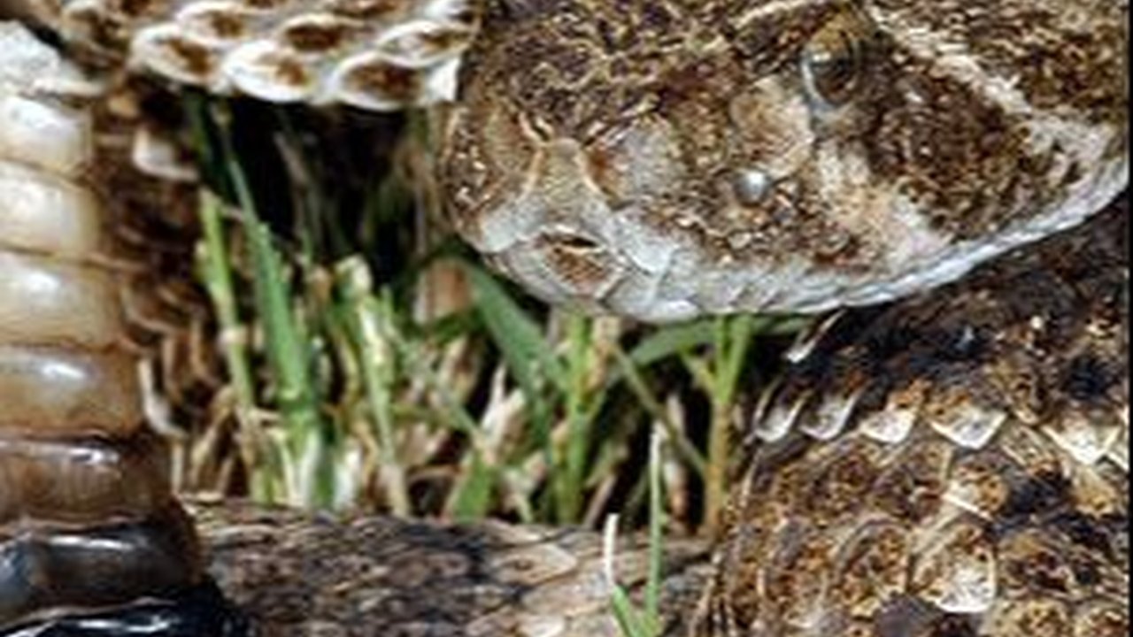 Ngeri, Orang Ini Temukan 92 Ekor Ular Derik di Dalam Rumahnya