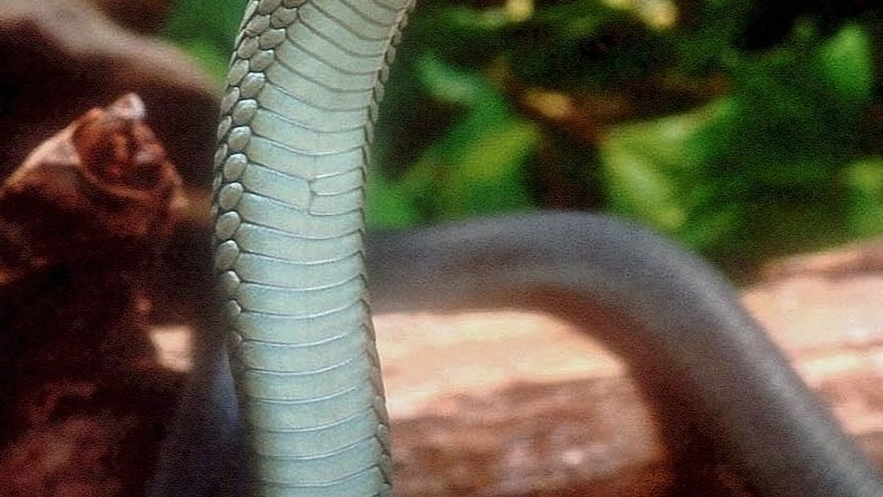 10 Ular Berbisa Paling Mematikan di Dunia, Jangan Pernah Dekat-Dekat!