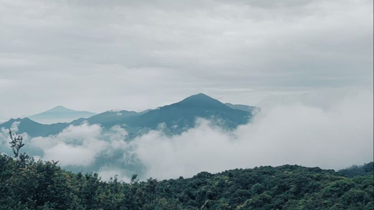 Misteri Hutan Awan, Tempat Mirip Dongeng yang Nyata dan Punya Hewan-Hewan Menakjubkan