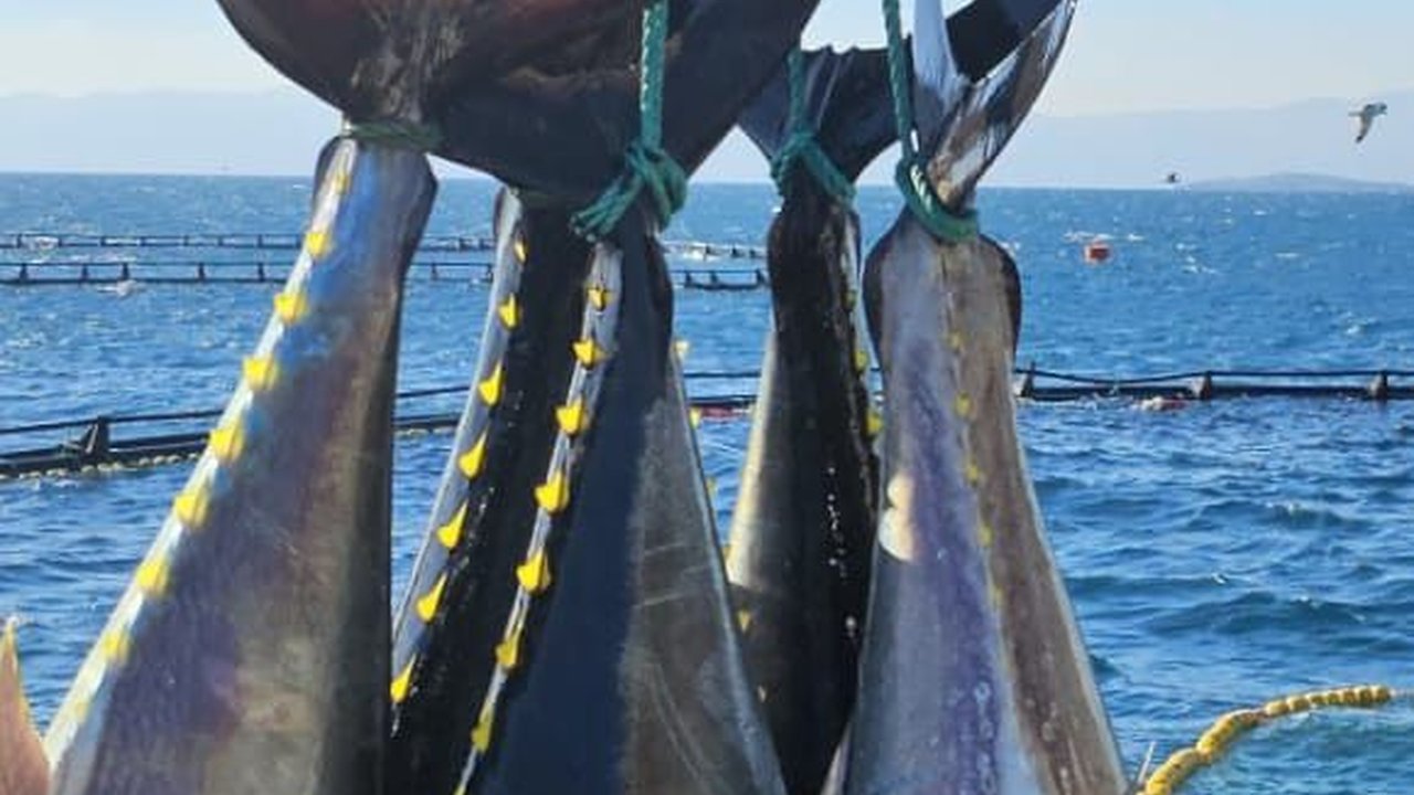 Punya Potensi Besar, Menteri Trenggono Ajak Turki Investasi Budidaya Ikan Tuna di Indonesia