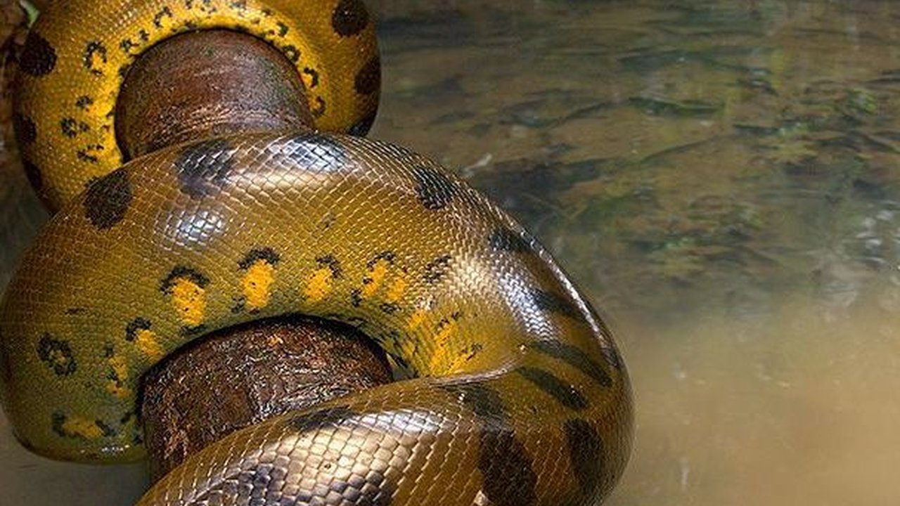Tak Semua Bertelur, 7 Ular Ini Berkembang Biak dengan Cara Melahirkan!