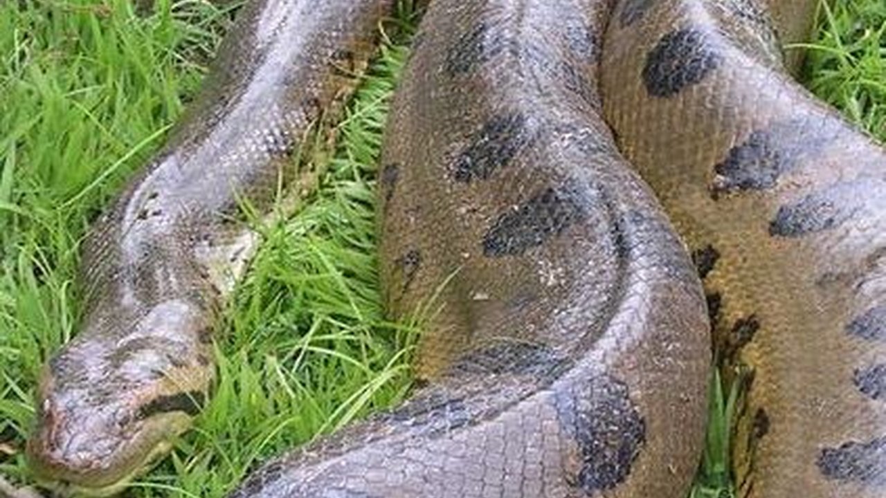 Anaconda Terbesar yang Pernah Ditemukan di Dunia, Panjang 10 Meter dan Bobot 400 Kg