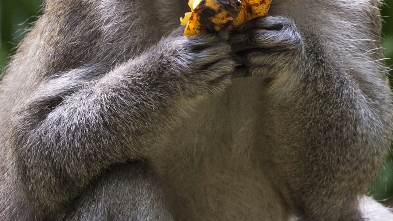Ilmuwan Ungkap Sejak Kapan Nenek Moyang Kera dan Monyet Suka Makan Buah-Buahan Lembut dan Manis