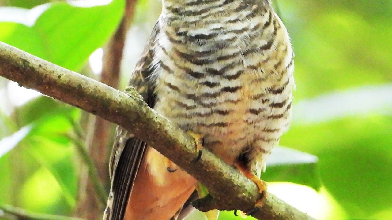 Mitos Burung Kedasih di Tengah Masyarakat Indonesia, Simak Ulasannya