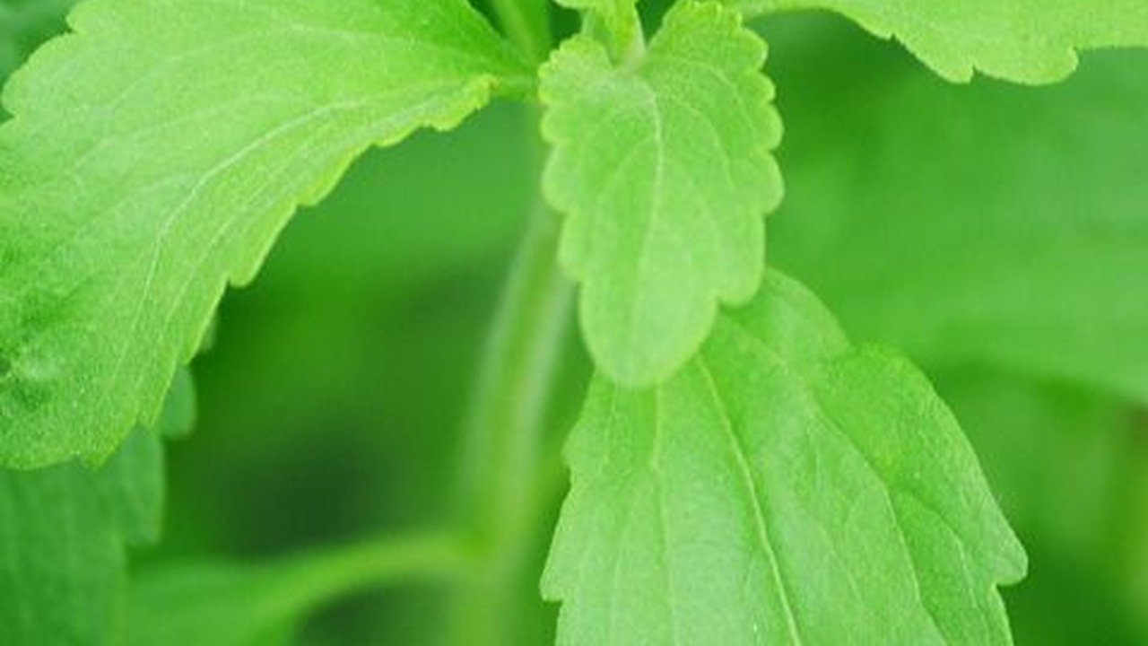 8 Manfaat Daun Stevia bagi Kesehatan, Tak Cuma untuk Pemanis Alami