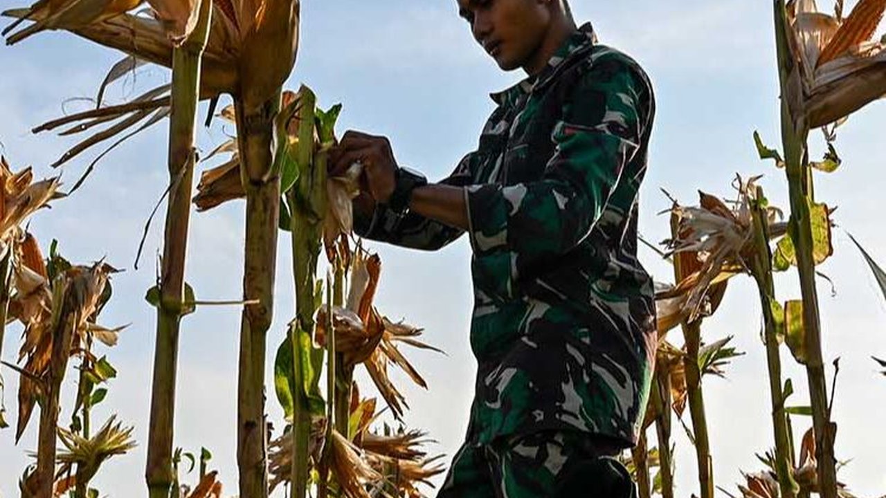 FOTO: Potret Pajurit TNI Berbaju Loreng Panen Jagung di Aceh