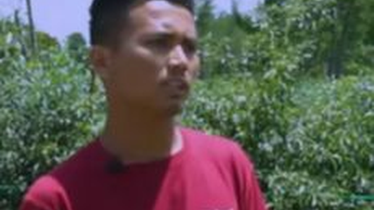 Sempat Dilarang Ortu Jadi Petani, Pria Lulusan SMK Asal Humbahas Buktikan Sukses Beli Tanah Berhektar dari Panen Cabai