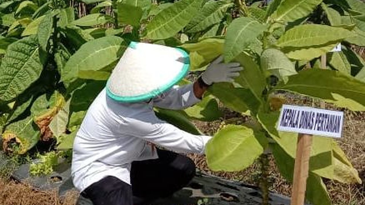 Harapan Petani Tembakau ke Presiden Terpilih: Jaga Keberlangsungan Mata Pencaharian Kami