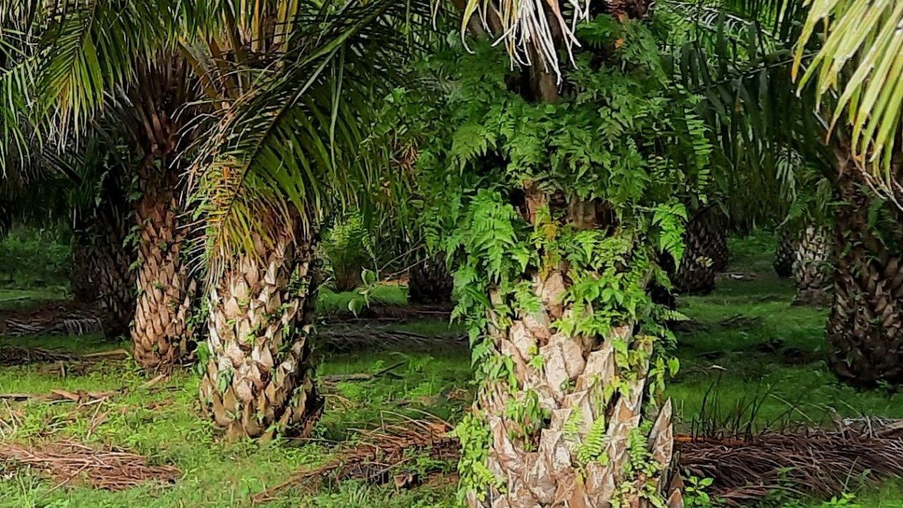 Pengelolaan Kelapa Sawit Butuh Terobosan dan Inovasi, Begini Strategi Dijalankan PTPN