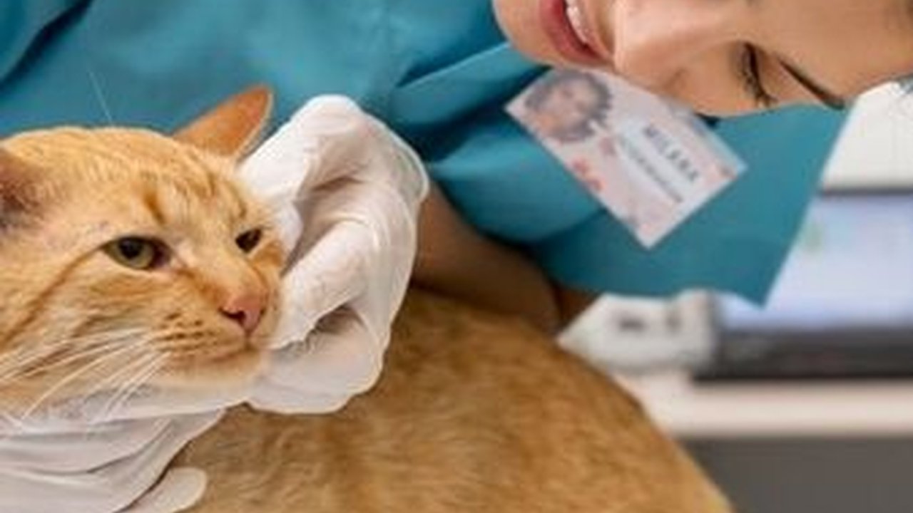 Apakah Kucing Harus di Steril? Ini Manfaat yang Didapat untuk Anak Bulu Kesayangan