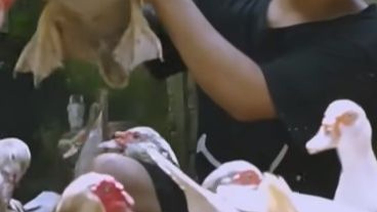 Modal Awal Rp 4 Juta, Pemuda Usia 22 Tahun di Purworejo Ini Sukses Beternak Itik, Hasilnya Bisa Buat Mobil dan Rumah