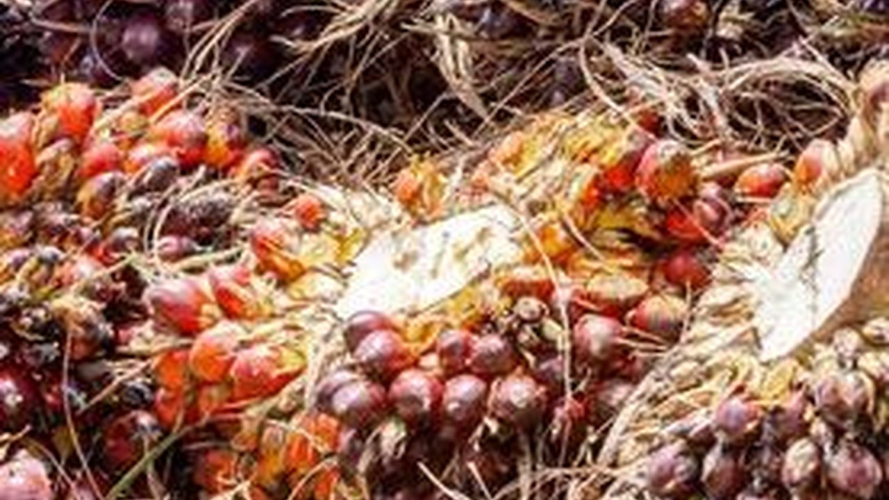 Memasuki Era Digitalisasi, PTPN III Implementasi Penggunaan IoT di Perkebunan Sawit