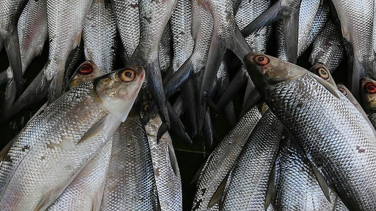 FOTO: Inilah Makna Ikan Bandeng yang Jadi Sajian Wajib di Perayaan Imlek