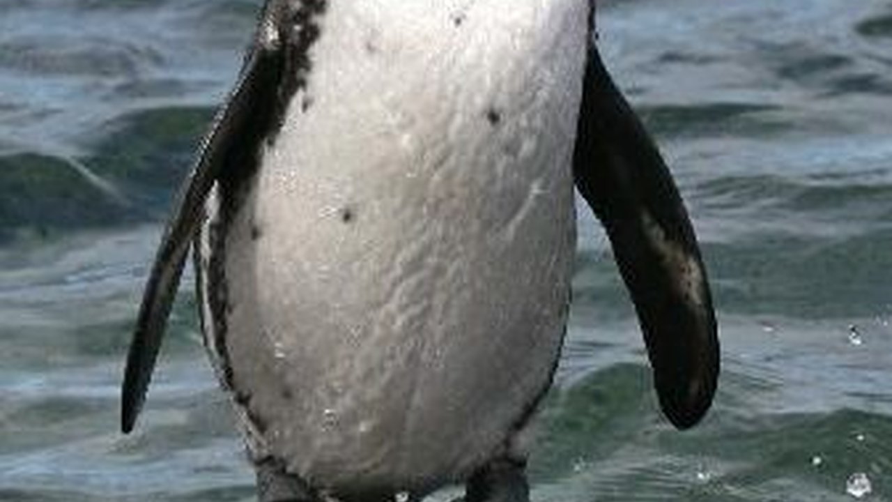 15 Hewan Langka yang Hanya Ada di Kepulauan Galapagos