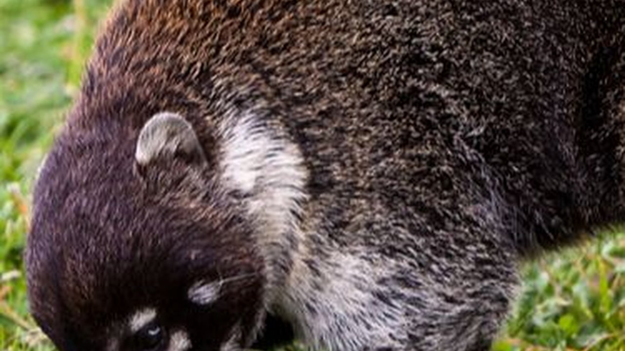 Rekomendasi Makanan Musang yang Paling Disukai, Ampuh Bikin Hewan Peliharaan Jadi Gemuk