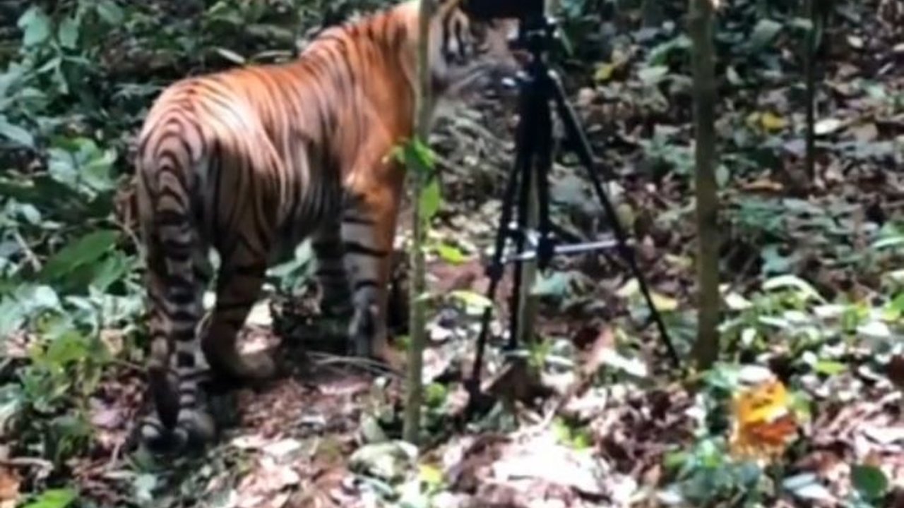Viral Momen Pelepasan Dua Harimau di Taman Nasional Gunung Leuser, Curi Perhatian Warganet