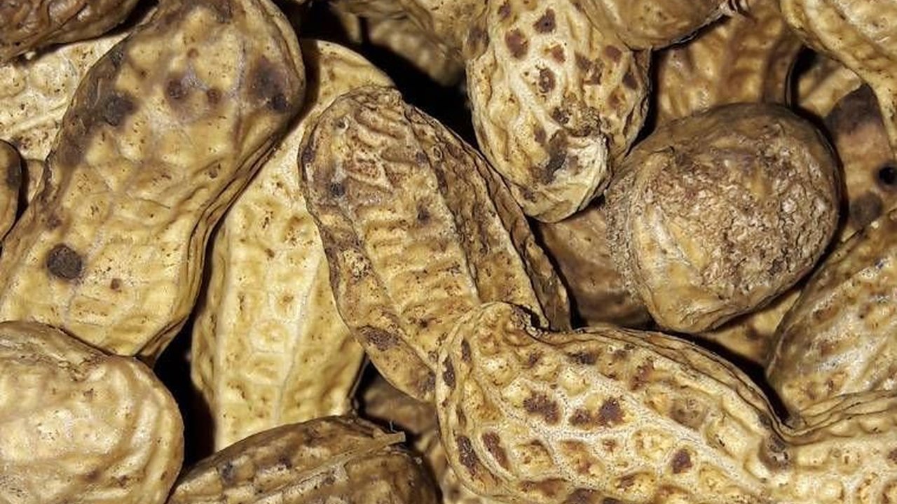 Cara Rebus Kacang Tanah dengan Efisien Tanpa Presto, Cuma Butuh 12 Menit