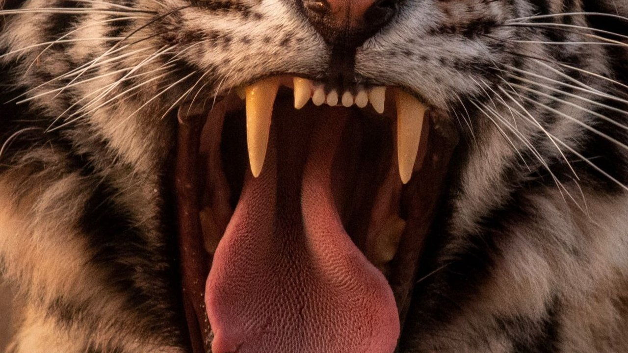 Teror Harimau di Lampung, 1 Orang Berhasil Kabur Usai Duel dan 2 Meninggal