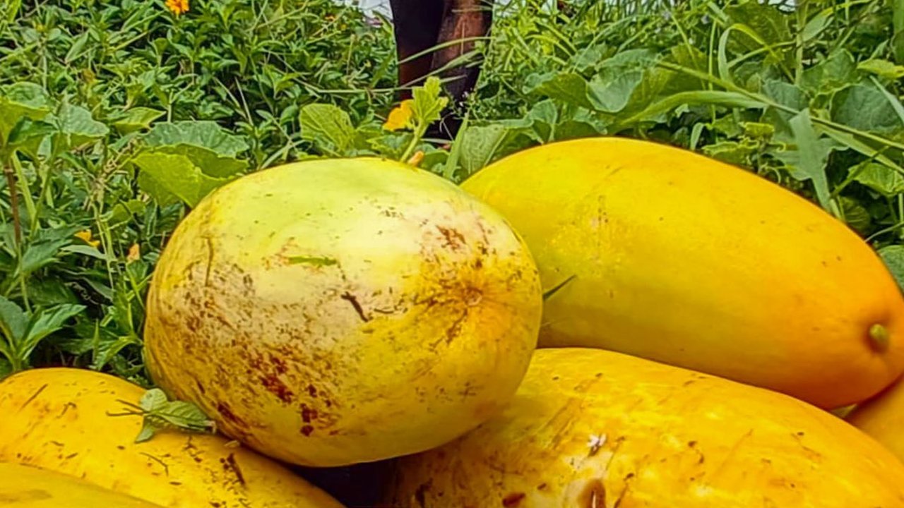 FOTO: Geliat Petani Panen Timun Suri, Buah yang Hanya Ada Saat Ramadan